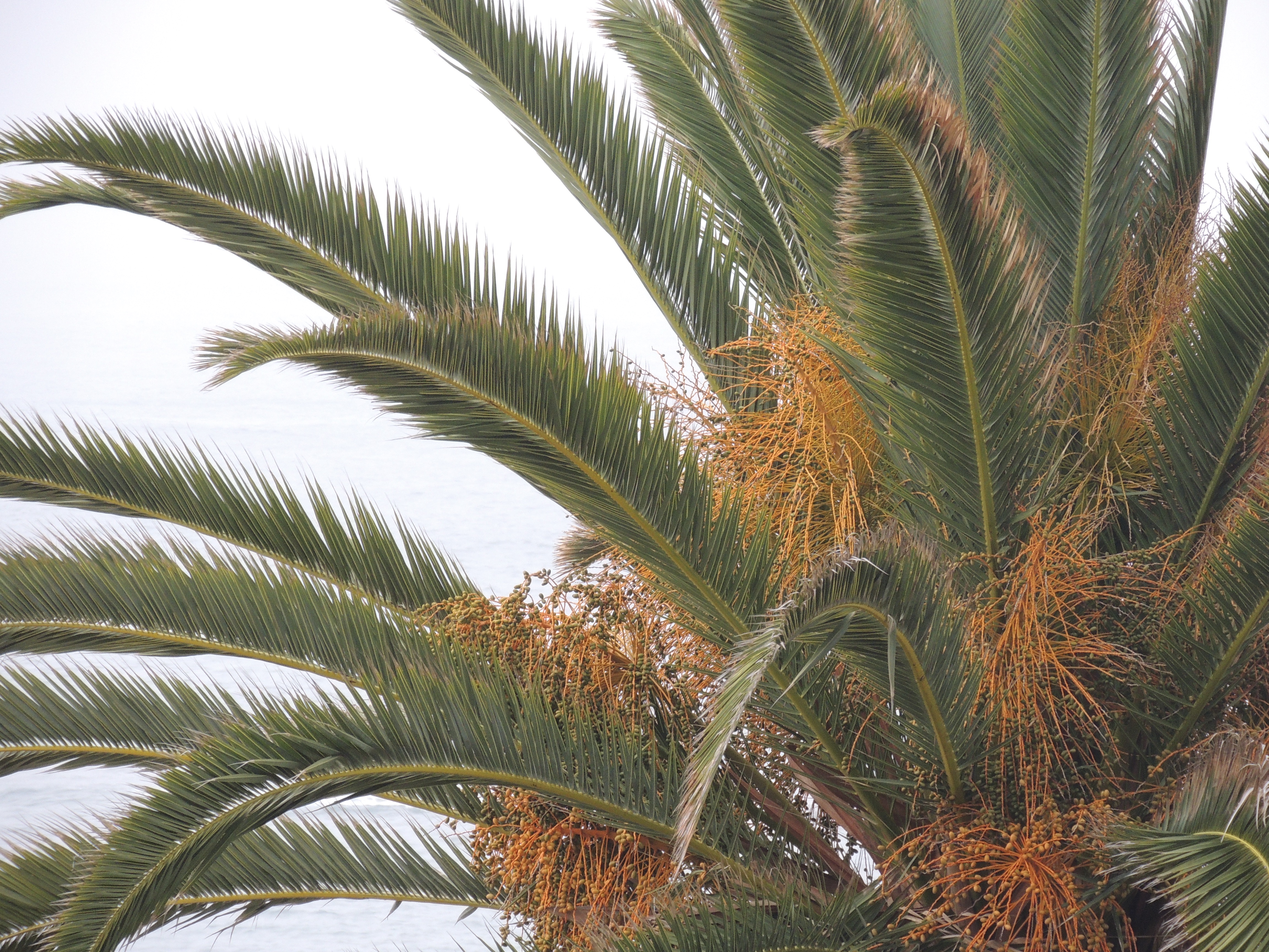 Palm Trees, Laguna Beach, California