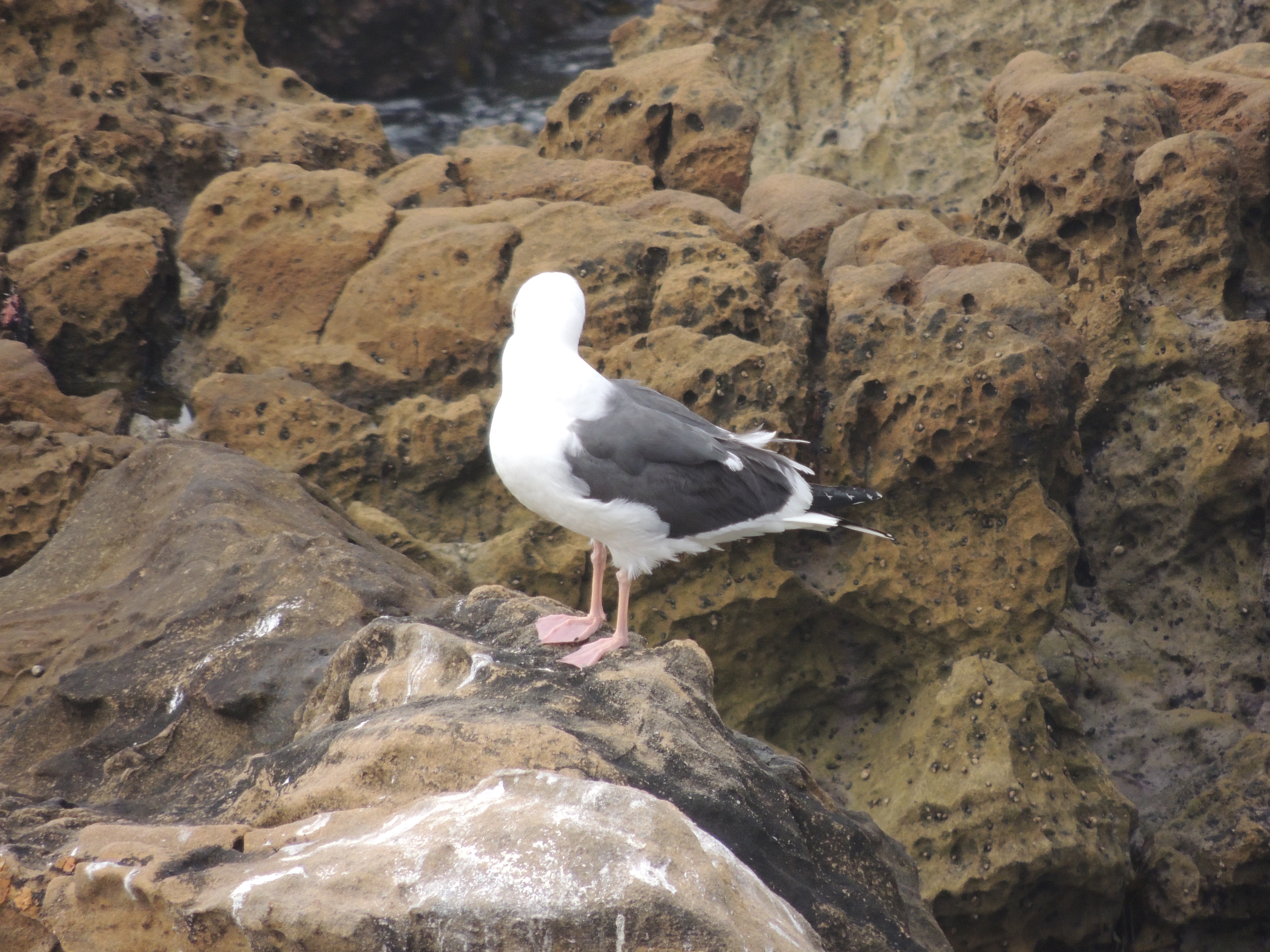 Seagull on Rocks, Laguna Beach, California