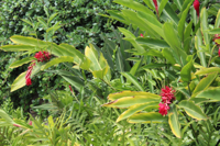 Native Hawaiian plant species found in the resort’s landscaped garden.