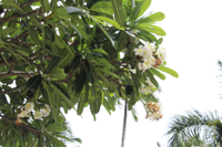 A striking native Kauai tree stands tall by the resort.