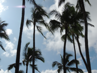 Towering Hawaiian palm trees swaying in the gentle breeze.