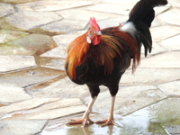 Vibrant Hawaiian rooster, often roaming freely in Kauai.