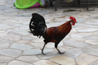 Another Hawaiian rooster spotted near the resort grounds.