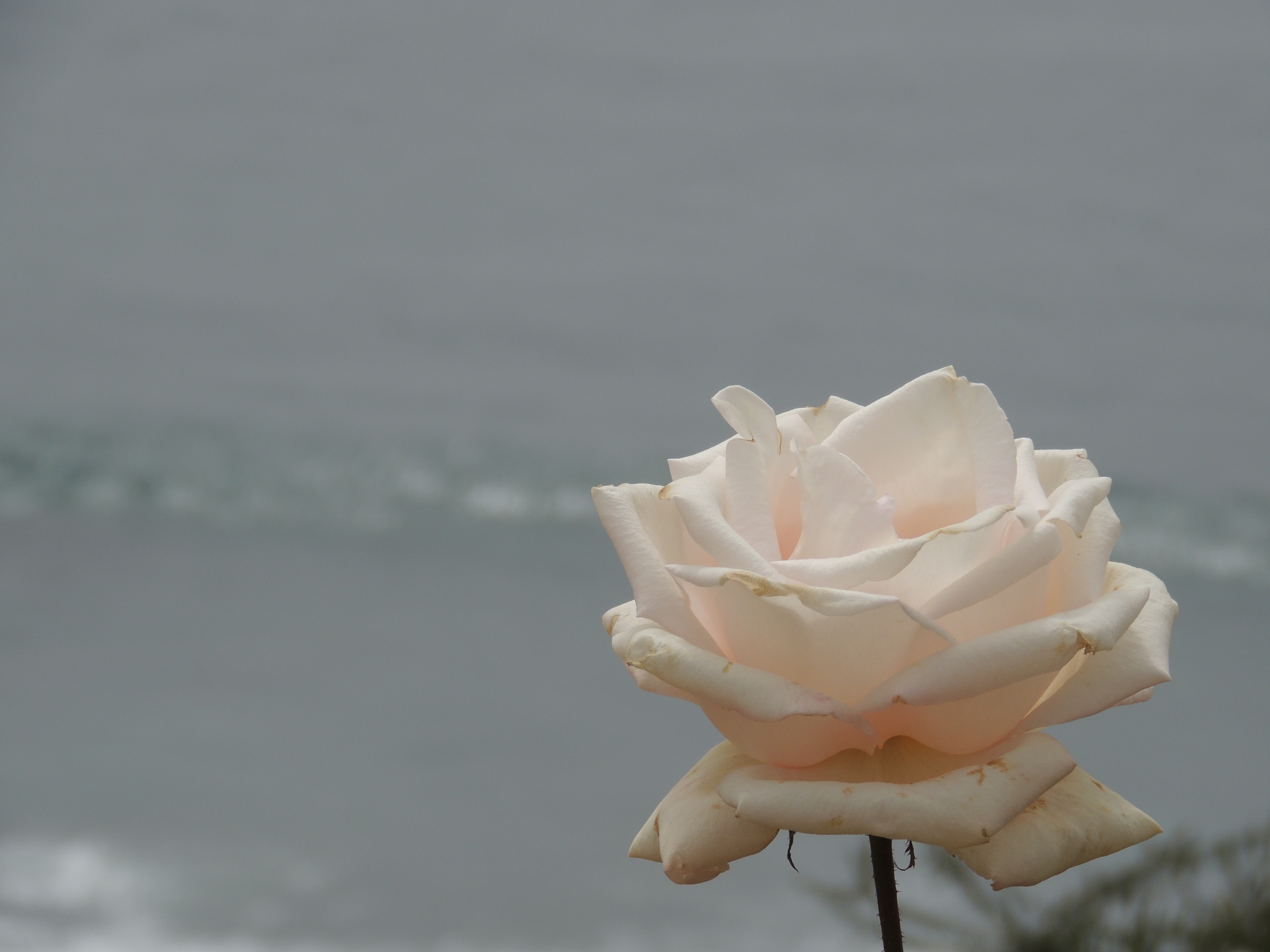 White Flower with Waves in the Distance, Laguna Beach