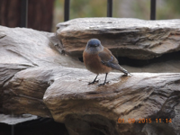 Easter Bluebird in my backyard, California