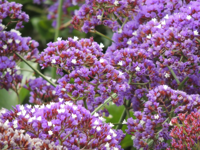 Purple Flowers, Laguna Beach, California