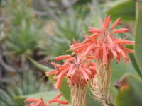 Red Flowers, Laguna Beach, California